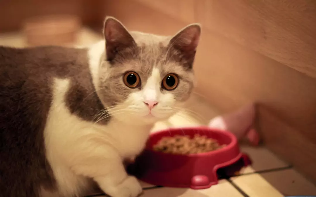 ¿Pueden los gatos comer comida para perros? Los peligros del uso prolongado de comida para perros en los gatos