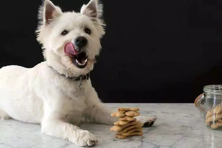¿Los perros pueden comer cacahuetes? Precauciones para los perros que comen cacahuetes