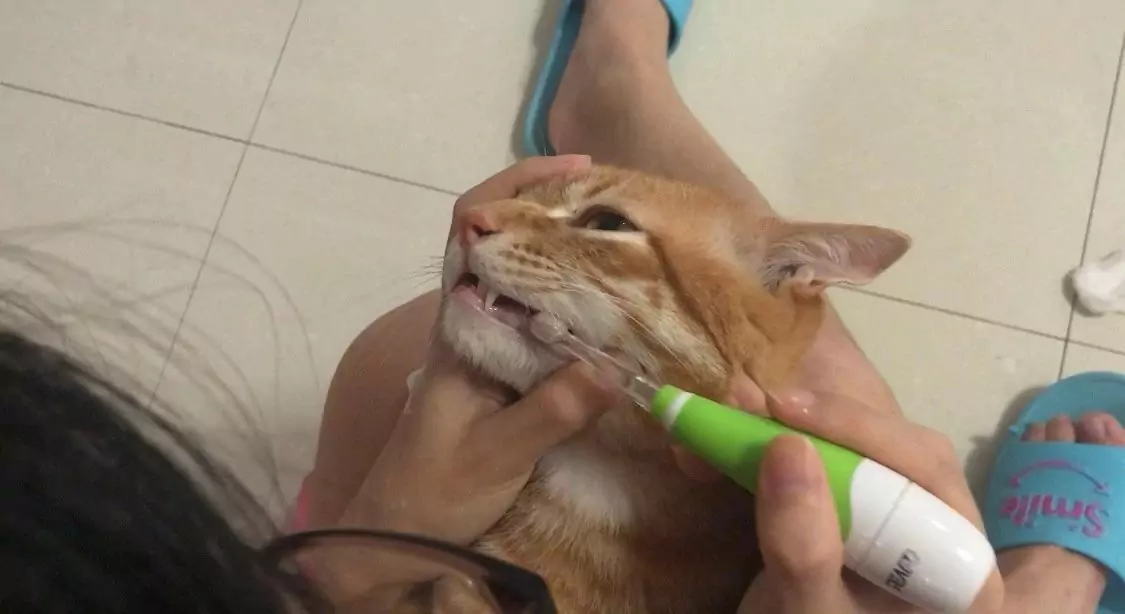 ¿Cómo cepillar los dientes de mi gato?