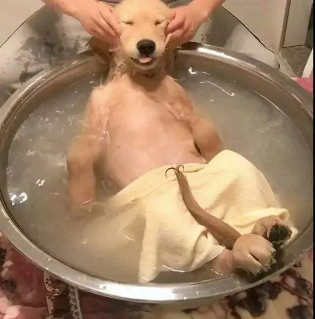 ¿Con qué frecuencia debe bañarse un perro? ¿Por qué no se debe bañar a los perros con frecuencia?