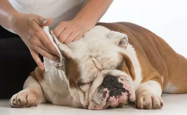 ¿Cómo limpiar los oídos del perro? No limpiar los oídos del perro durante un largo periodo de tiempo puede causar un problema impensable