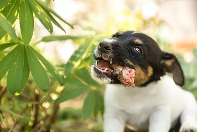 ¿Pueden los perros comer pollo crudo? ¿Alimentar a los perros con pollo crudo los paraliza?