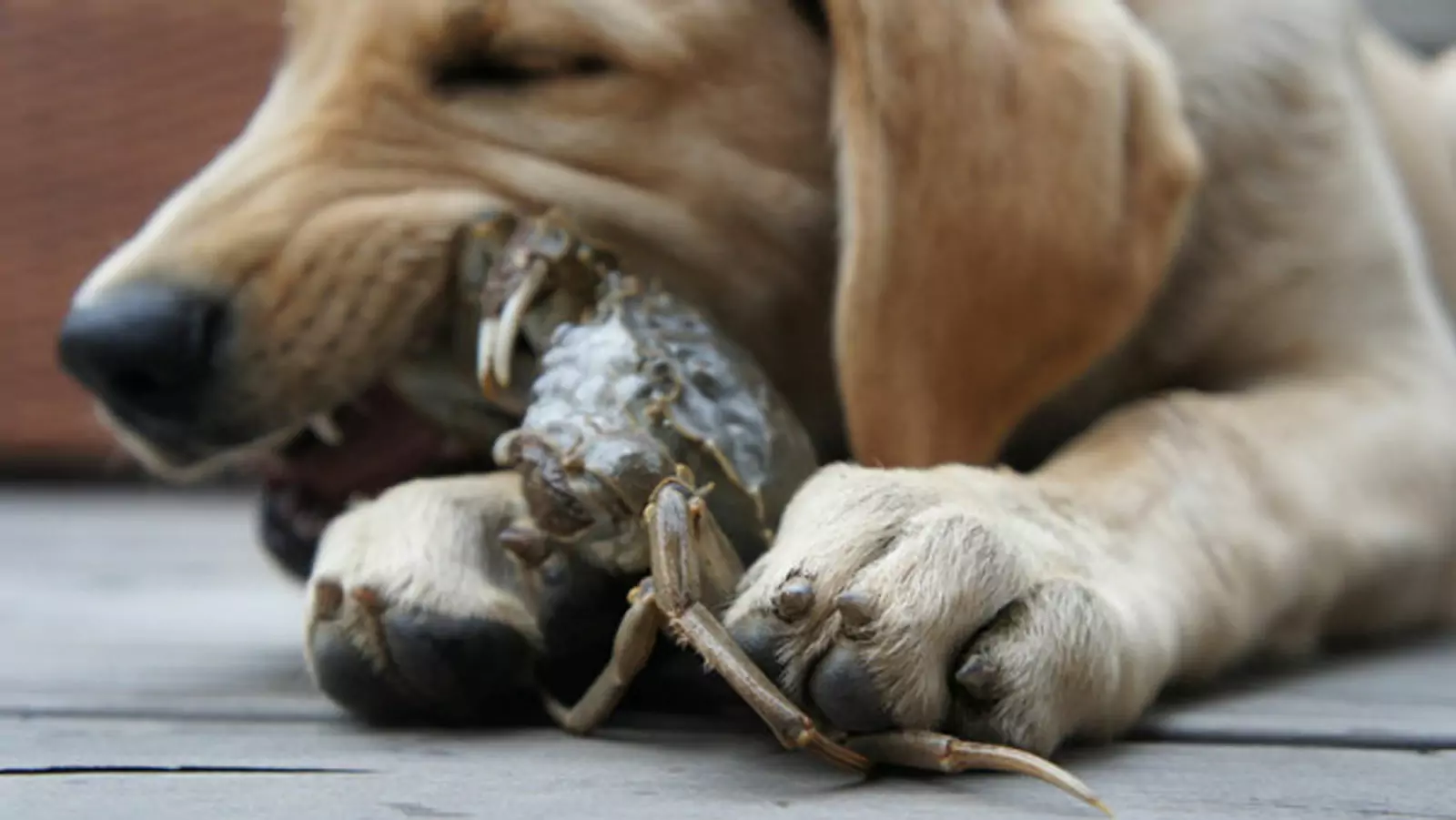 ¿Pueden los perros comer cangrejo? ¿Cuál es el peligro de que los perros coman cangrejo?