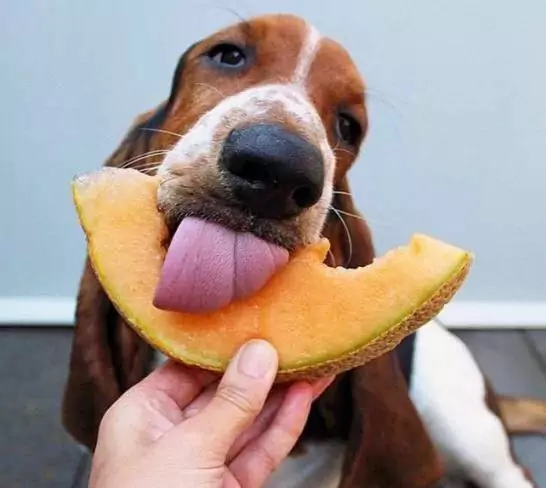 ¿Pueden los perros comer melón? ¿Cuáles son los beneficios del melón para los perros?