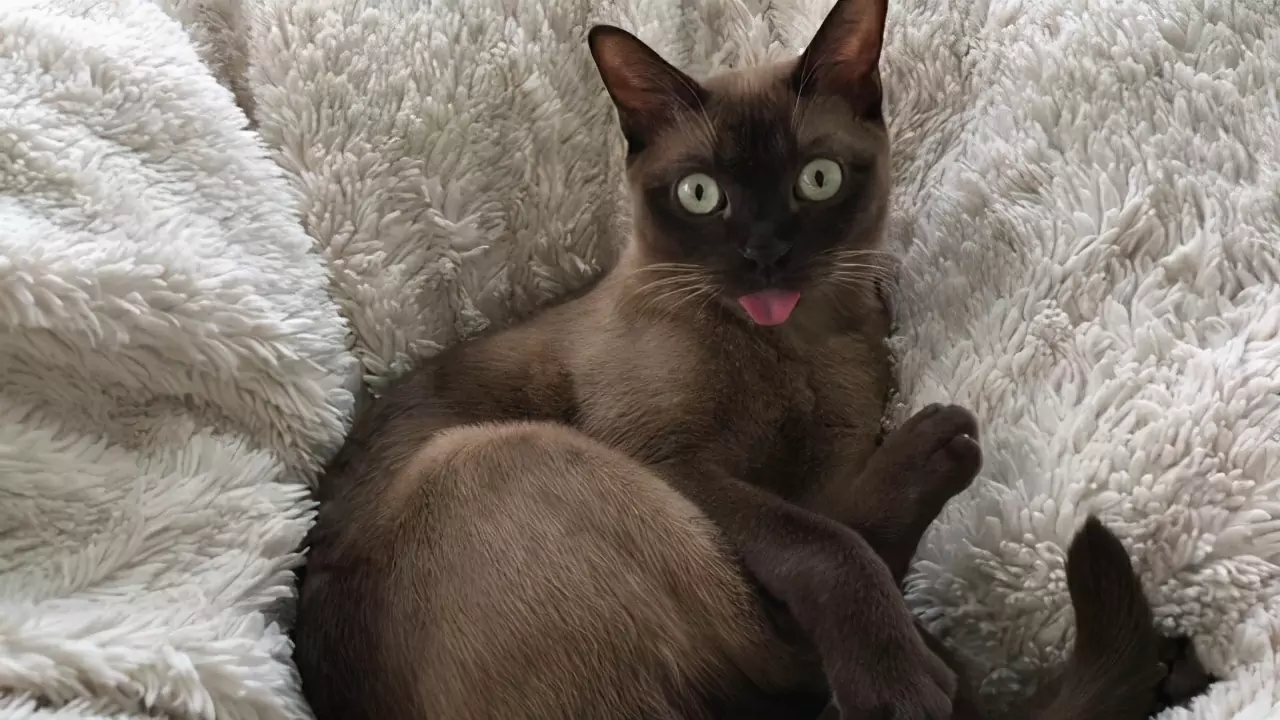 ¿Por qué los gatos sacan la lengua?
