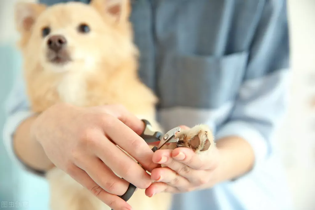 ¿Cómo se cortan las uñas del perro? ¿Qué peligros pueden causar unas uñas de perro excesivamente largas?