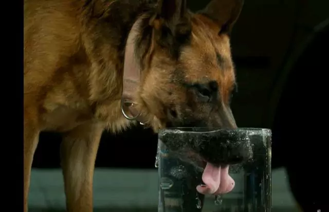 ¿Por qué mi perro bebe tanta agua? ¿Cómo se considera que un perro bebe demasiada agua?