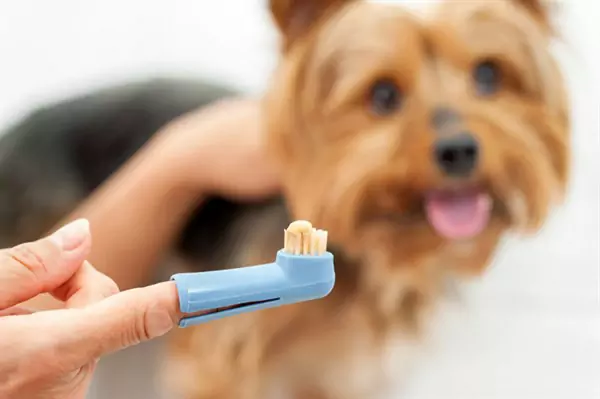 ¿Cómo cepillar los dientes de tu perro?