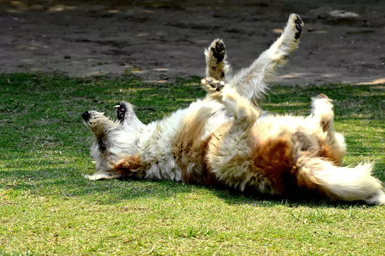¿Por qué los perros se revuelcan en la hierba? ¿Por qué los perros se revuelcan en la hierba?