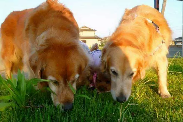 ¿Pueden los perros comer hierba? ¿Por qué a los perros les gusta comer hierba?