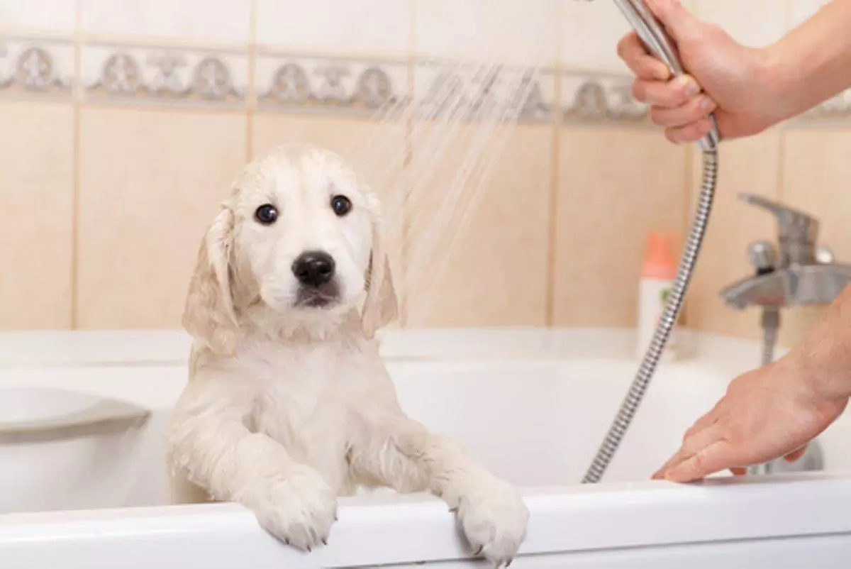 ¿Con qué frecuencia debo bañar a mi perro?