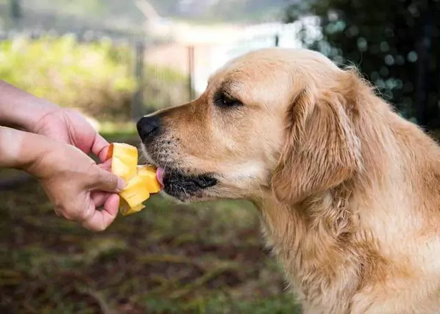 ¿Pueden los perros comer mangos? ¿Cuáles son los beneficios de dar mangos a los perros?