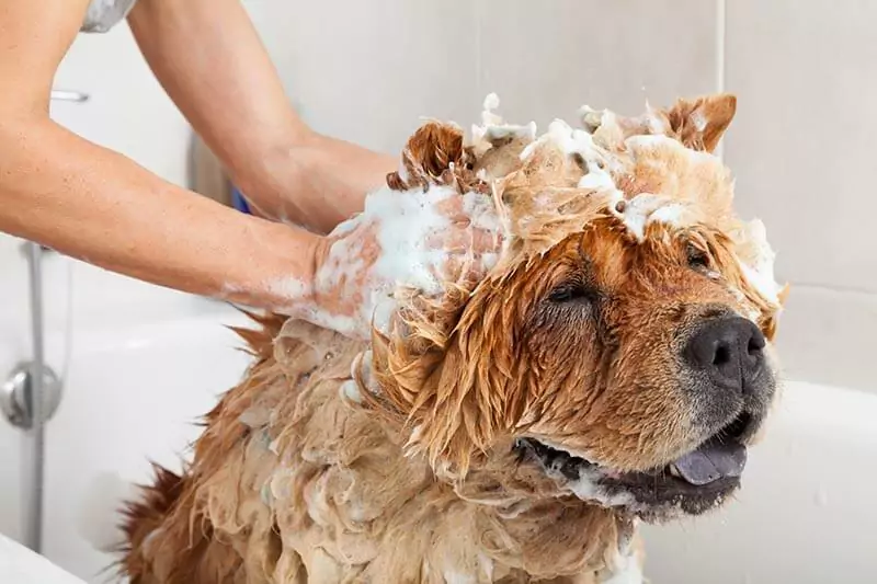 ¿Con qué frecuencia debe bañar a su perro? ¿Qué hay que decir sobre el baño de su perro?