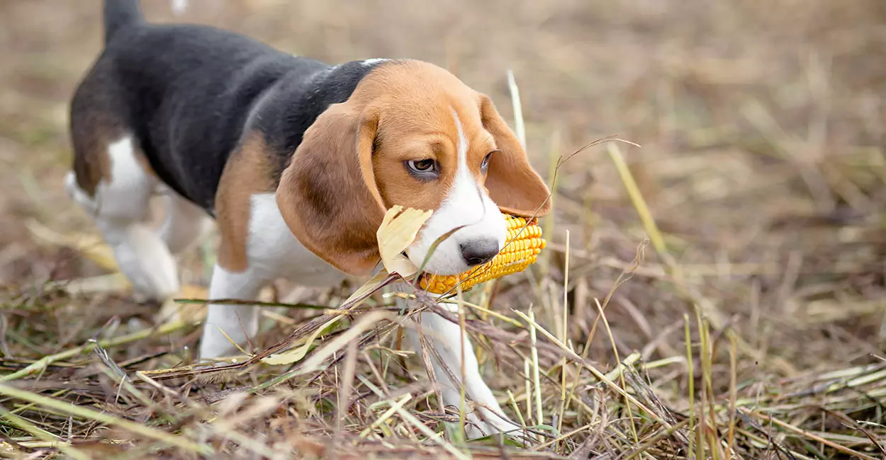 ¿Pueden los perros comer maíz? Precauciones para que los perros coman maíz