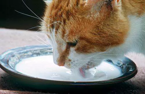 ¿Pueden los gatos beber leche? Cómo elegir la leche en polvo para gatos