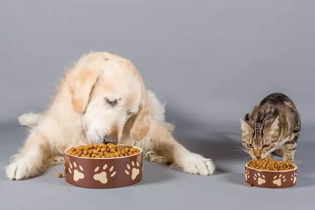 ¿Pueden los perros comer comida para gatos? ¿Cuáles son los efectos de que un perro coma comida para gatos durante mucho tiempo?