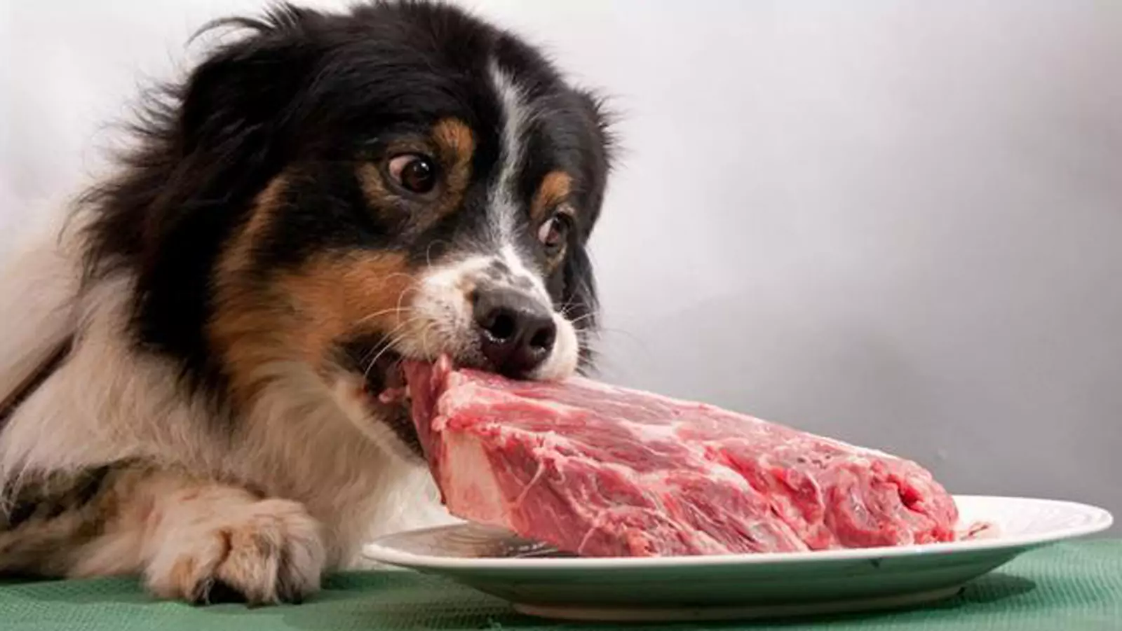 ¿Pueden los perros comer carne de cerdo cruda?