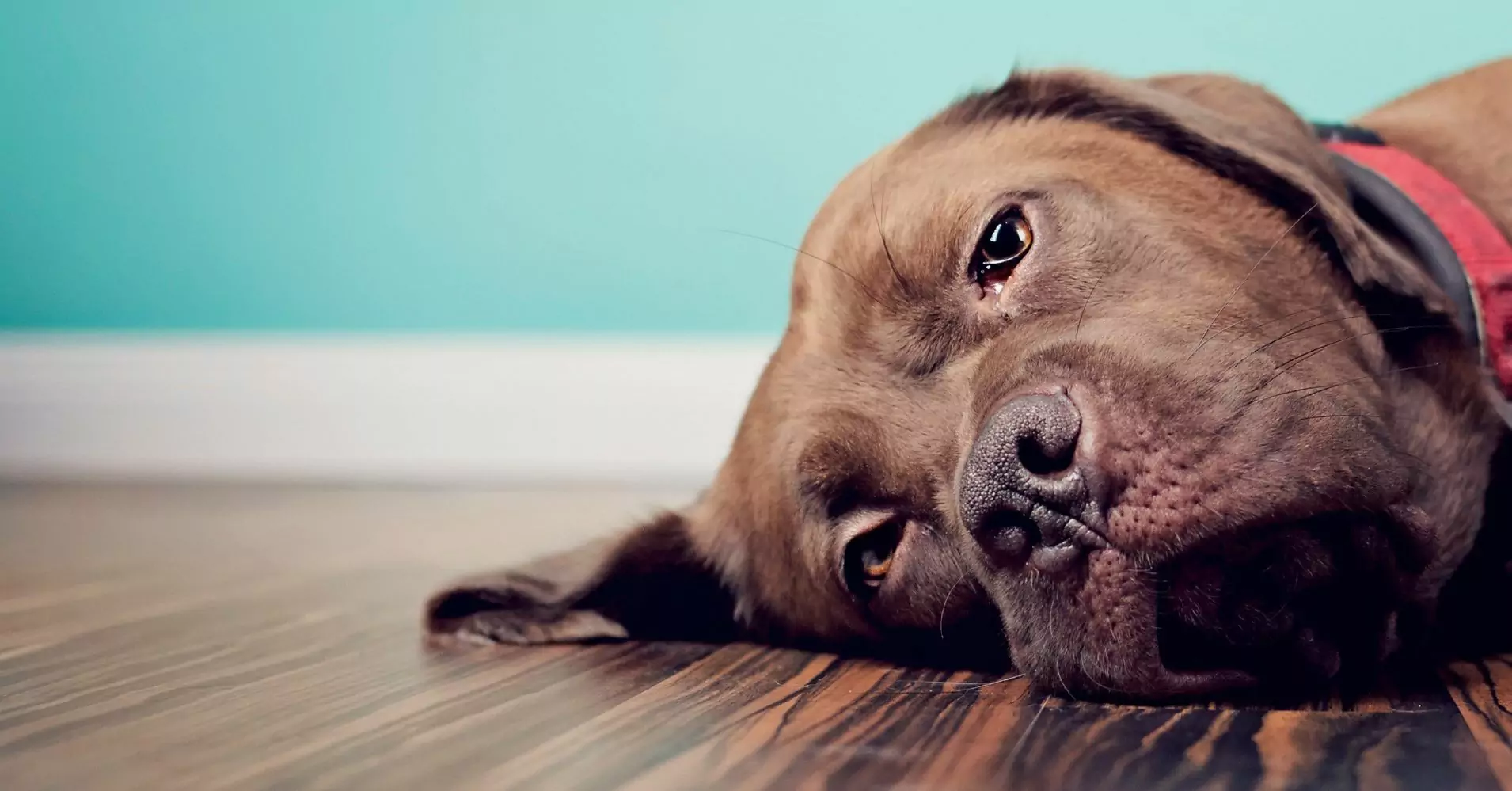 ¿Pueden los perros sentir tristeza?