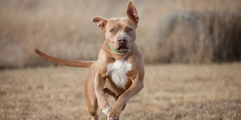 ¿A qué velocidad puede correr un perro?