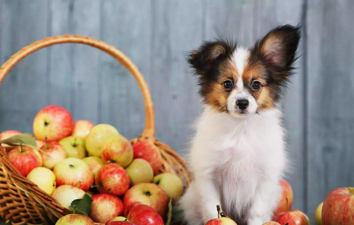 ¿Son las manzanas malas para los perros? La forma más segura de dar manzanas a los perros