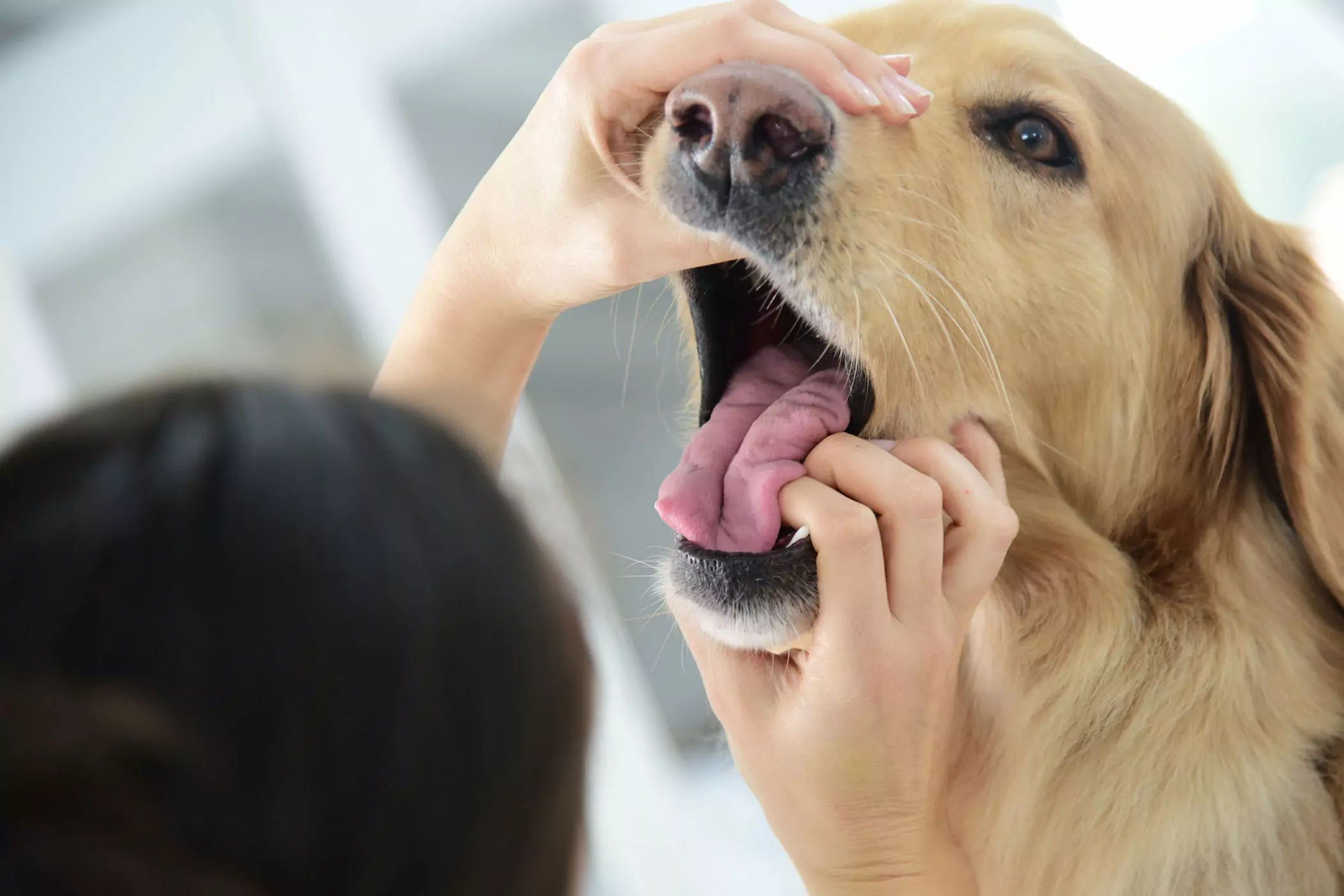 ¿La boca de un perro es más limpia que la de un humano? ¿La boca de un perro es más limpia que la de un humano? Este es un concepto robado, los dos no son comparables