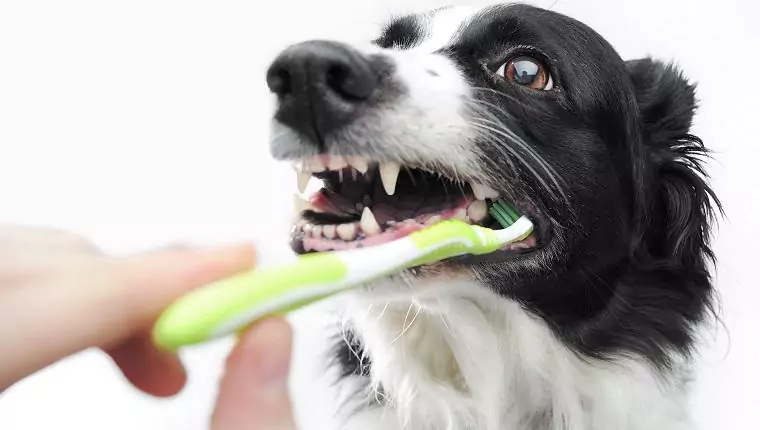 ¿Cómo limpiar los dientes de su perro? Estas 7 formas pueden ayudarte a limpiar sus dientes