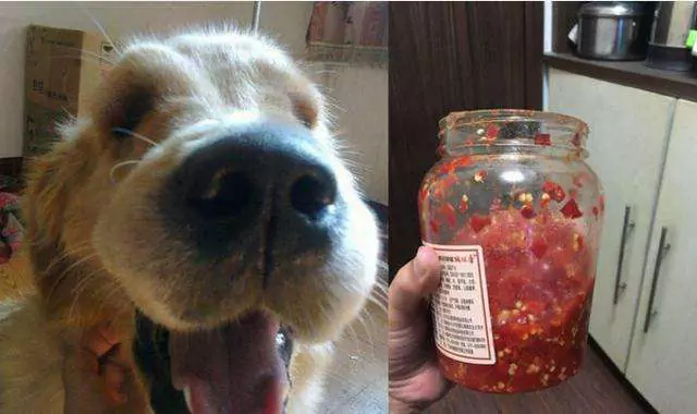 ¿Pueden los perros comer chiles? Reacción de los perros al comer pimientos picantes