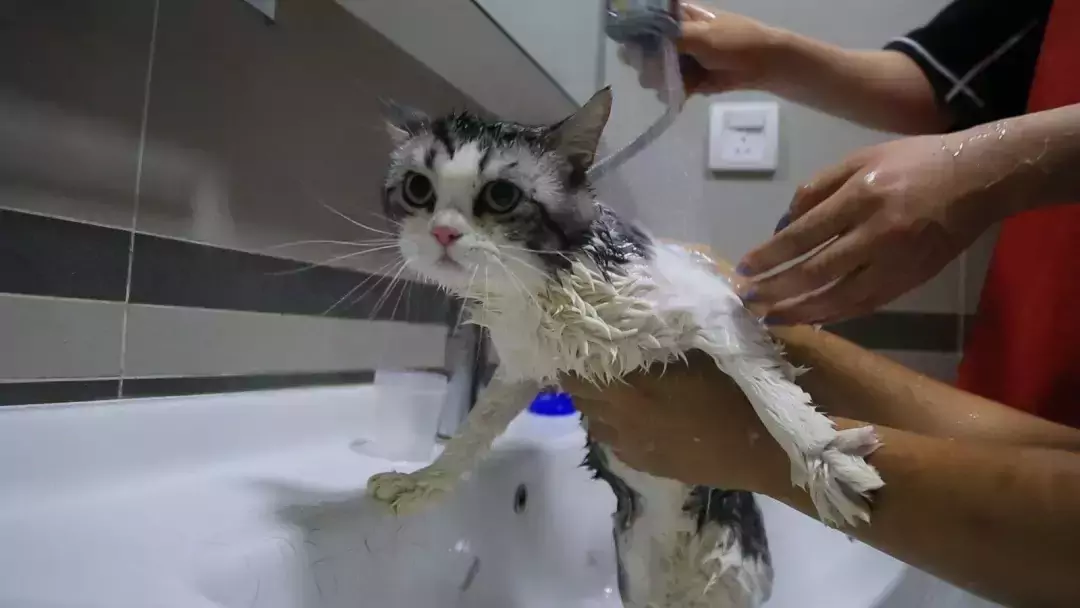 Cómo lavar un gato