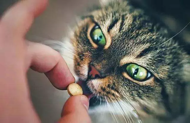 ¿Cómo dar la medicación a los gatos? Cómo dar la medicación a los gatos fácilmente