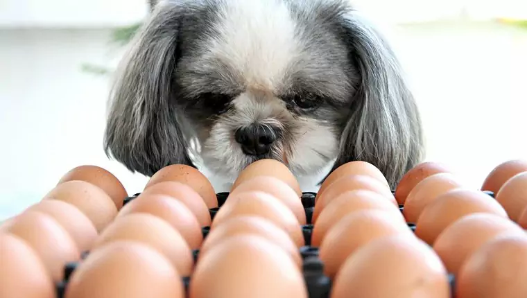 ¿Pueden los perros comer huevos? ¿Pueden los perros comer claras de huevo? ¿Cuáles son los beneficios de los huevos para los perros?