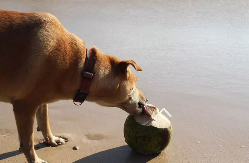 ¿Pueden los perros beber agua de coco?
