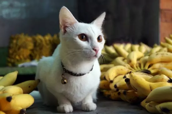 ¿Pueden los gatos comer plátanos? Las vitaminas que contienen los plátanos