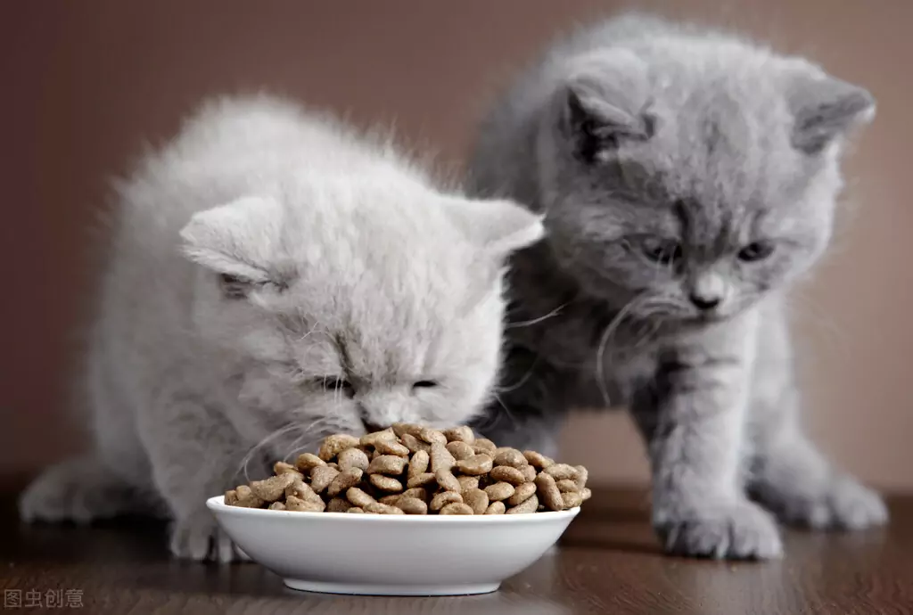 ¿Por qué mi gato vomita comida no digerida? Causas de los vómitos en los gatos