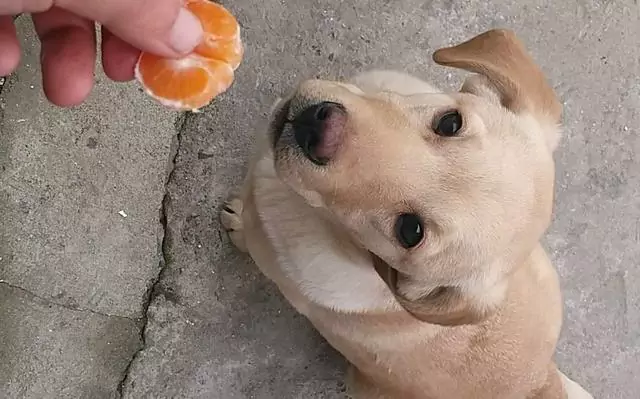 ¿Pueden los perros comer naranjas? ¿Cuáles son los beneficios de comer naranjas para los perros?
