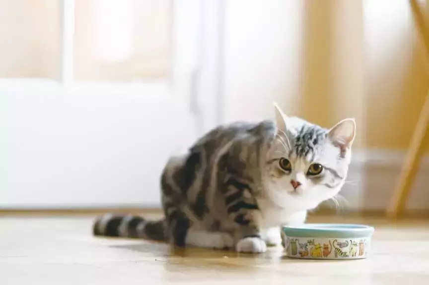 ¿Qué cantidad de comida húmeda debe dar a su gato? ¿Cómo elegir una comida húmeda de buena calidad para gatos?