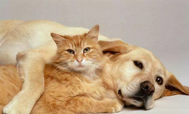 ¿Por qué es mejor un perro que un gato? 10 razones por las que tener un perro es mejor que tener un gato