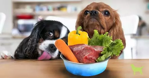 ¿Qué verduras pueden comer los perros? ¿Por qué los perros necesitan comer verduras?