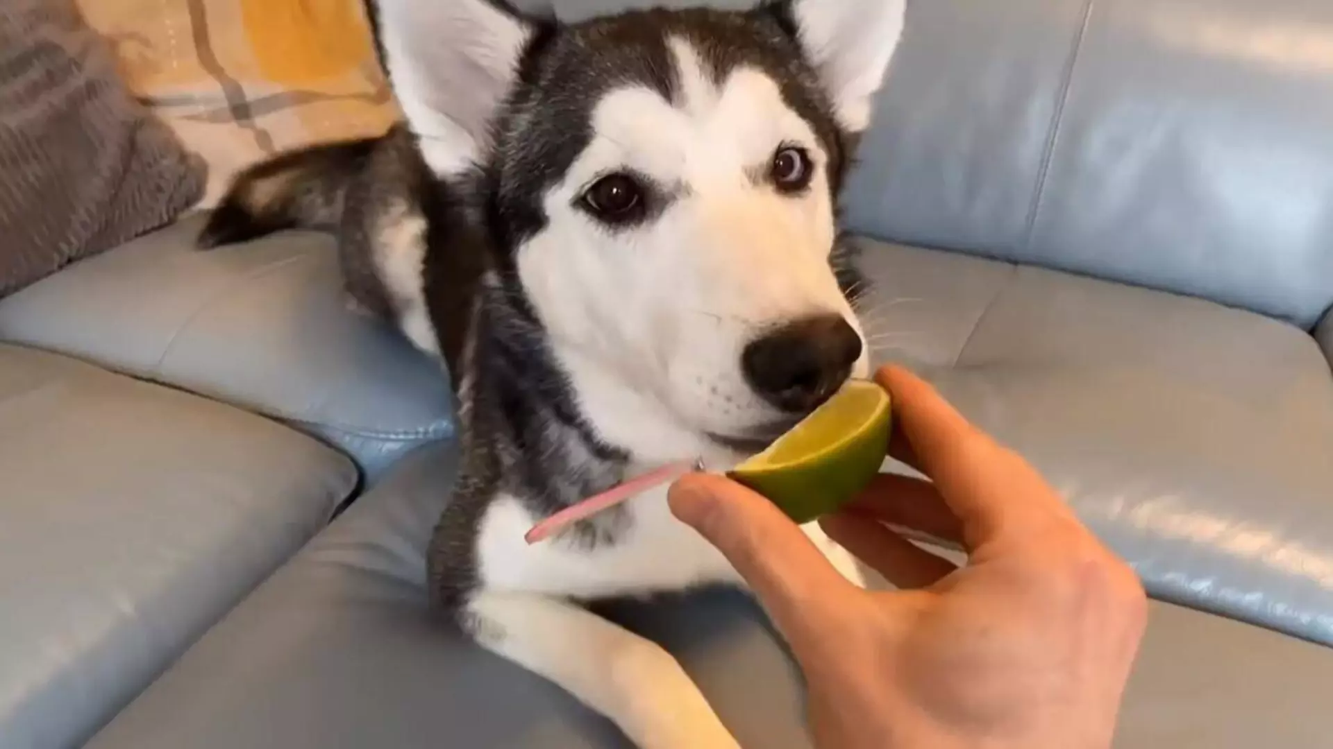 ¿Pueden los perros comer limones? Frutas que los perros no deben comer más