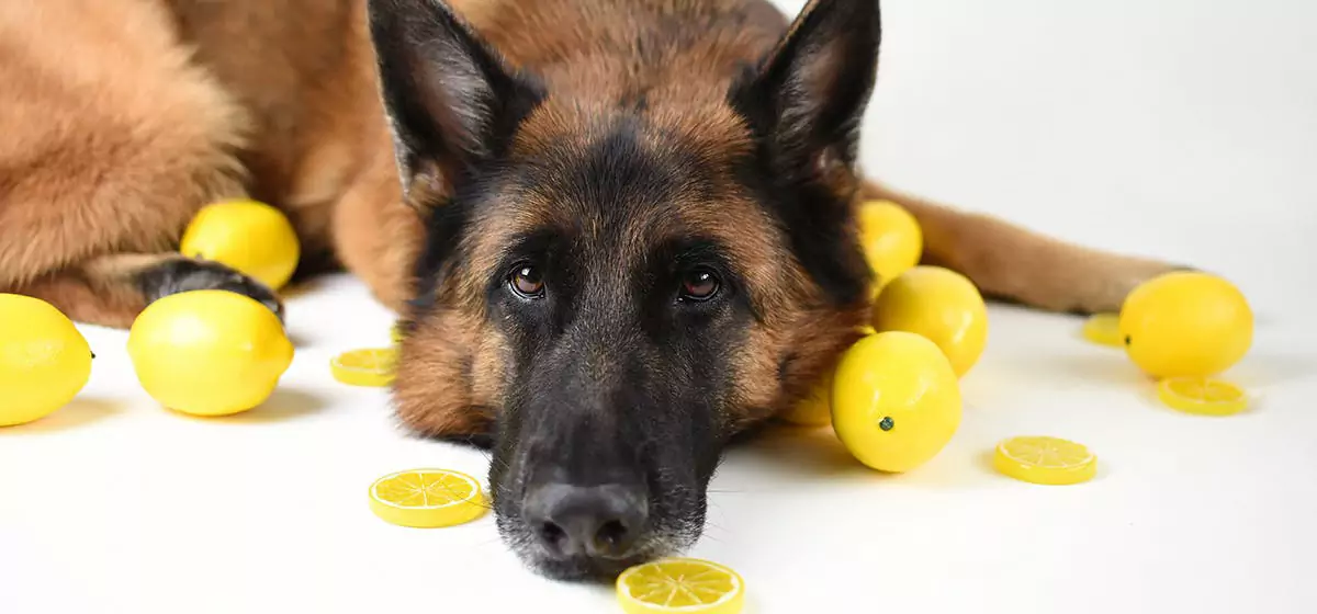 ¿Los perros pueden comer limones? Los perros no pueden comer limones