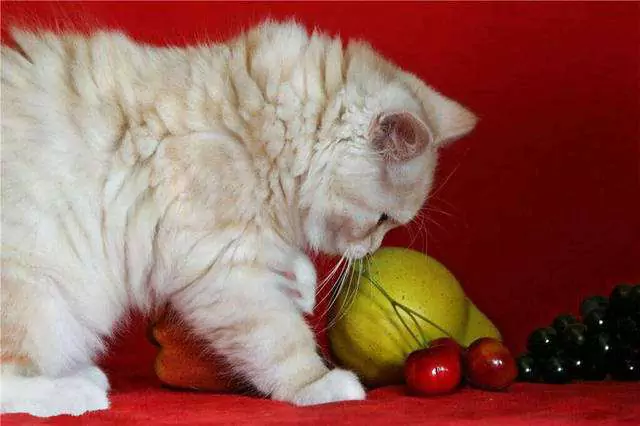 ¿Pueden los gatos comer uvas? ¿Por qué los gatos no pueden comer uvas?