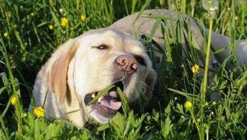 ¿Pueden los perros comer apio? Beneficios del apio para los perros