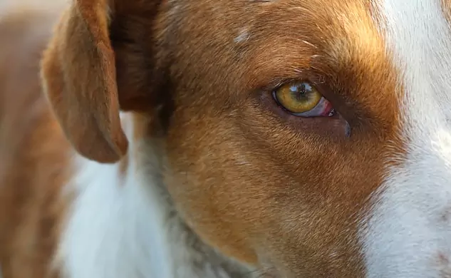 ¿Por qué mi perro tiene los ojos rojos?