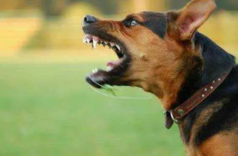 ¿Cómo contraen la rabia los perros? Prevención de la rabia