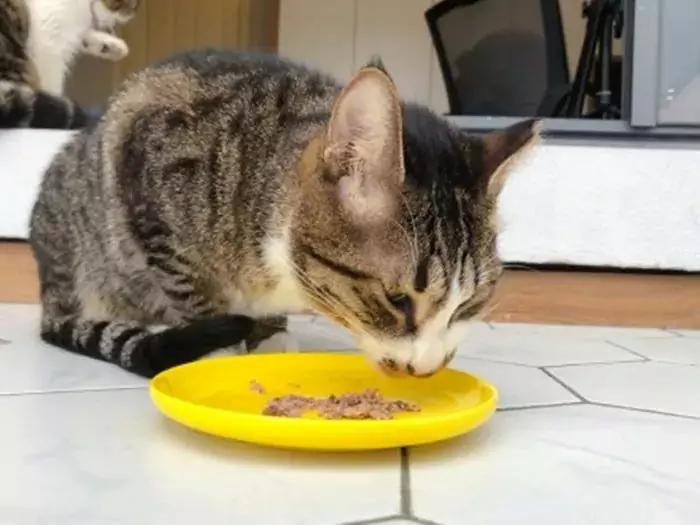 ¿Pueden los gatos comer carne de cerdo? ¿Es adecuado alimentar a los gatos con carne de cerdo o no?