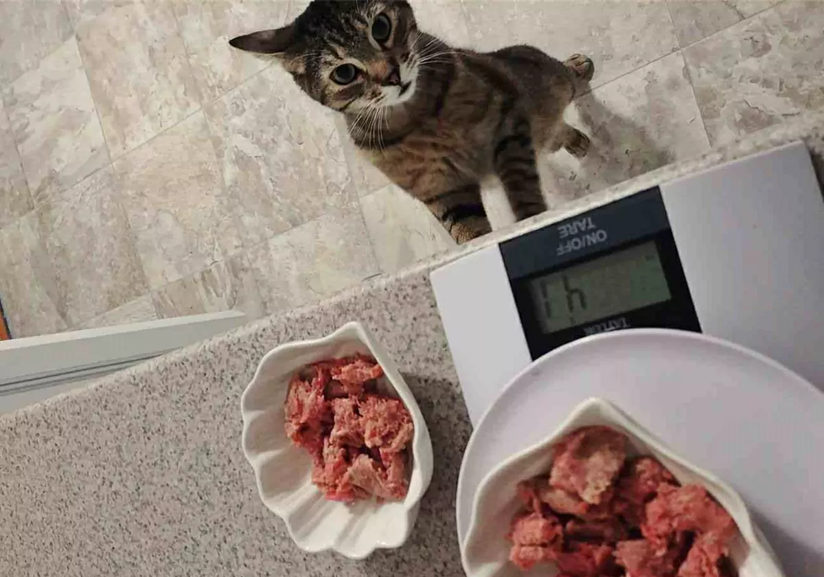 ¿Pueden los gatos comer carne cruda?