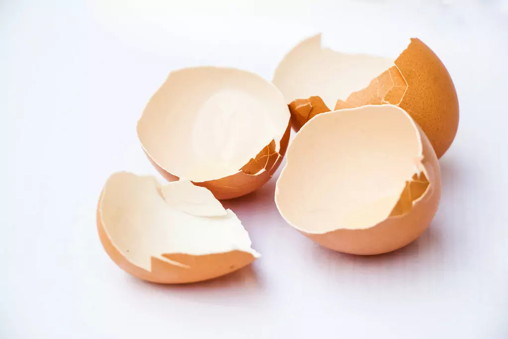 ¿La cáscara de huevo es buena para los perros?