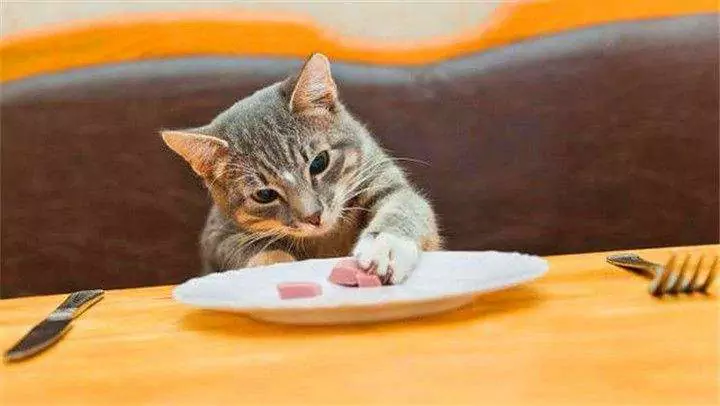 ¿Qué pueden comer los gatitos? Guía para la alimentación diaria de los gatos adultos