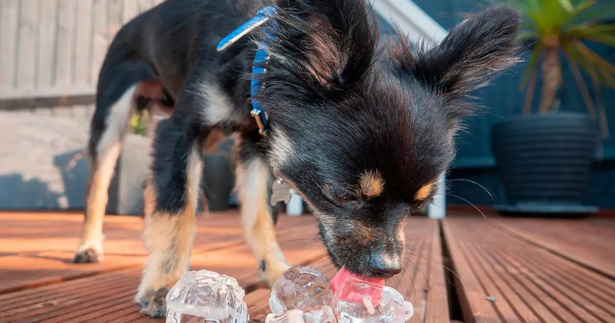 ¿Pueden los perros comer hielo？A los perros les gustan los cubitos de hielo?