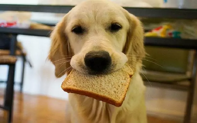 ¿Pueden los perros comer pan? Posibles peligros del pan para los perros