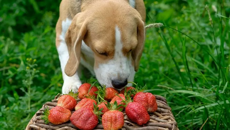 ¿Son buenas las fresas para los perros? ¿Cuáles son los beneficios de las fresas para los perros? ¿Los cachorros pueden comer fresas?